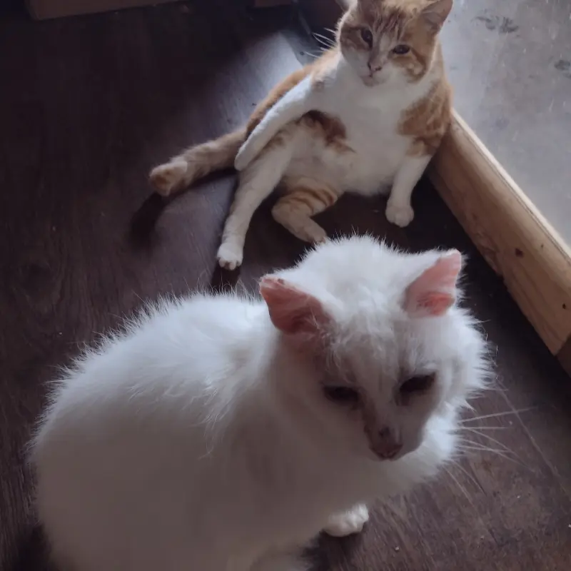 imagen Linda y Rusio