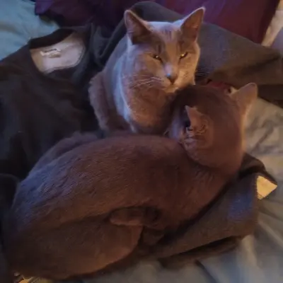 imagen Mini y Cobata