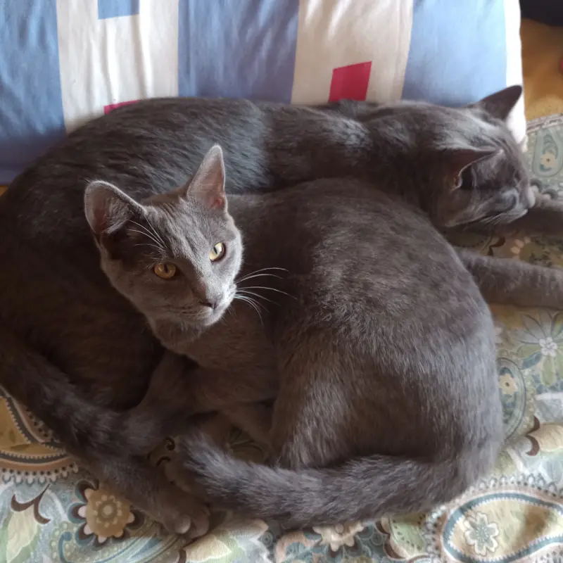 imagen Pomo y Cobata