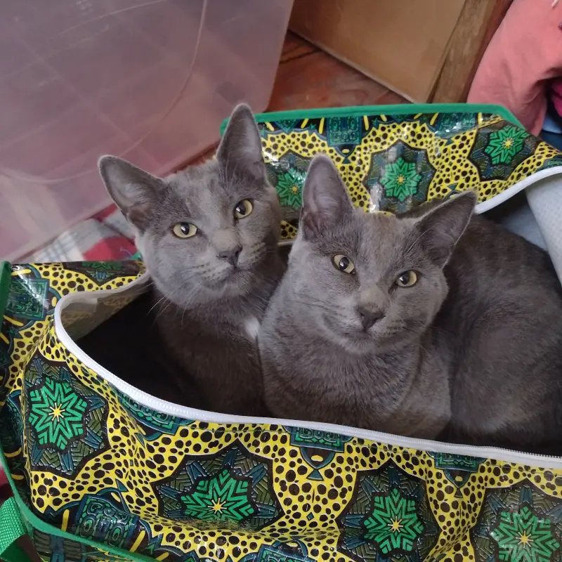 imagen Mini y Cobata