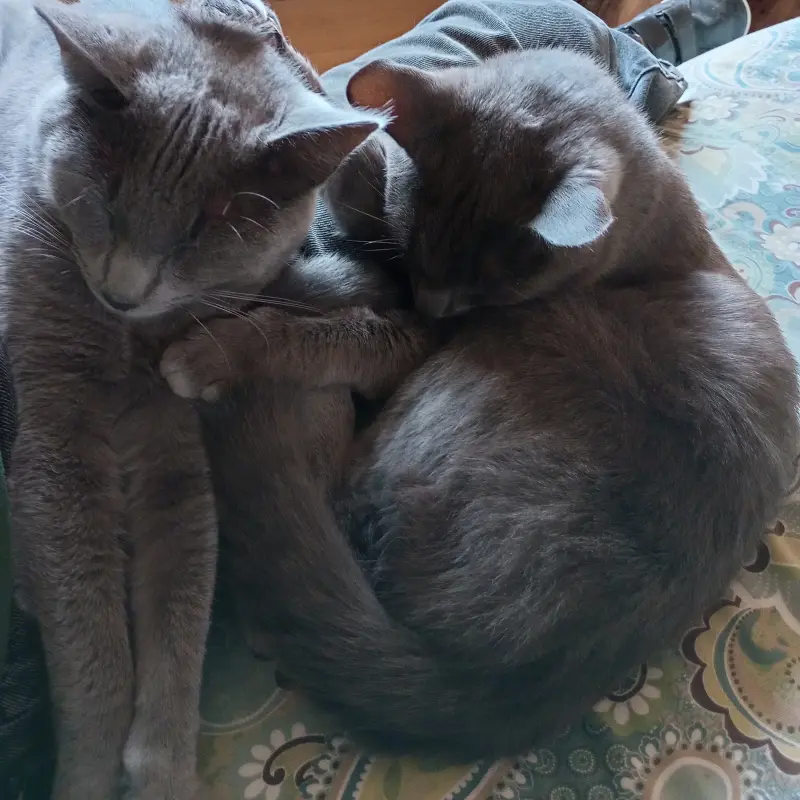 imagen Mini y Cobata