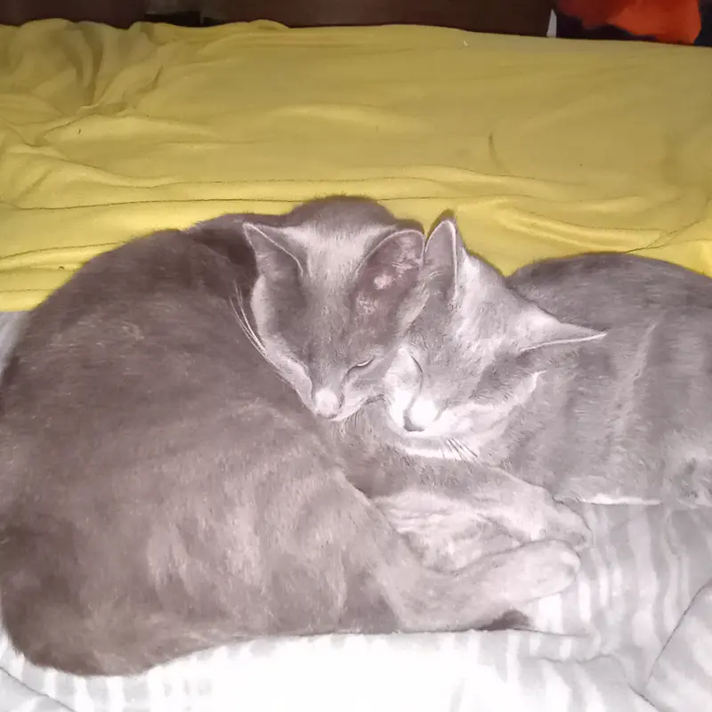 imagen Mini y Cobata