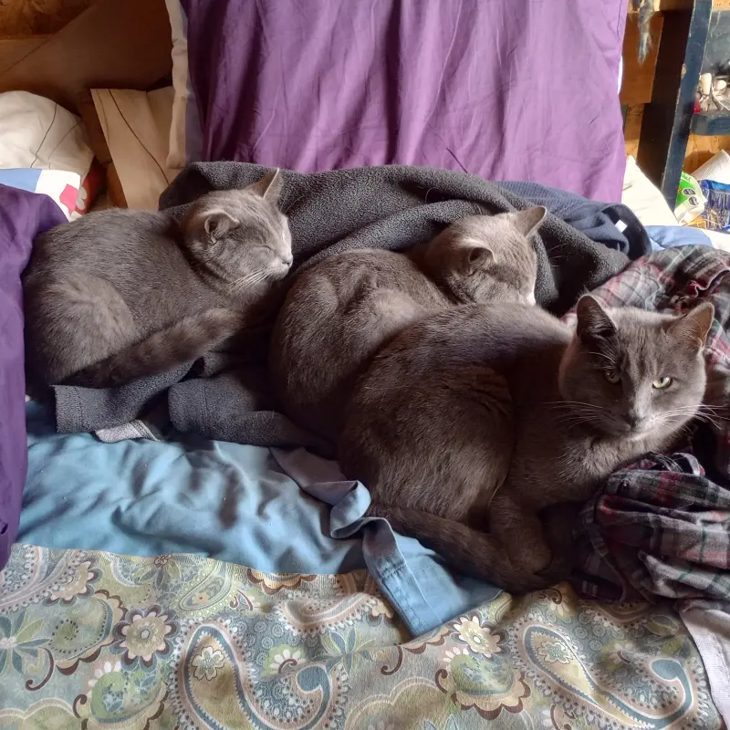 imagen Pomo, Cobata y Mini