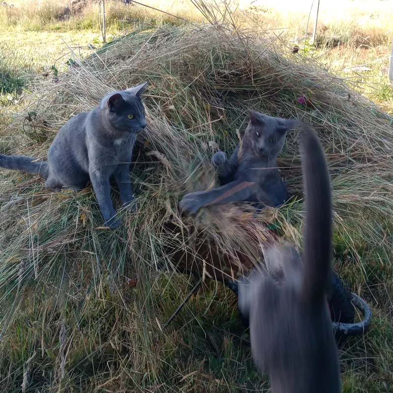 imagen Pomo, Cobata y Mini