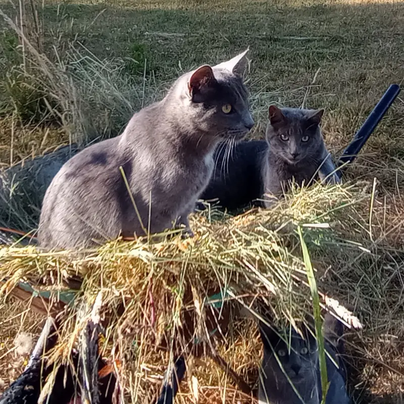 imagen Pomo, Cobata y Mini